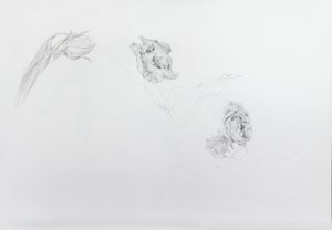 Estella rijnveld 1, 2013 (lyijykynä patruunapaperille)
