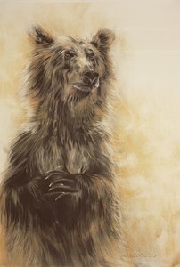 Harmaakarhu 1, 2002 (hiilikynä, hiili ja liitu). tekijältä Odile Kidd