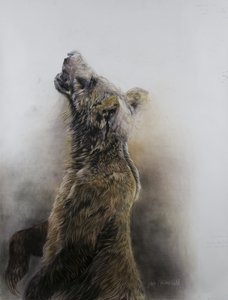 Harmaakarhu 3, 2009 (hiili, conte  liitupastelli Fabrianon paperille). tekijältä Odile Kidd