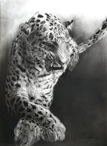 Panthera pardus 1, 2009 (hiili  conte Fabrianon paperille) tekijältä Odile Kidd