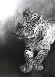 Panthera pardus 2, 2009 (hiili  conte Fabrianon paperille) tekijältä Odile Kidd