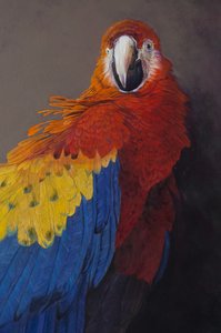 Scarlet macaw 3 (yksityiskohta), 2014 (akryyli pellavalle) tekijältä Odile Kidd