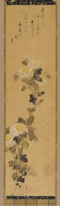 Krysanteemit, 1700-1800-luku.