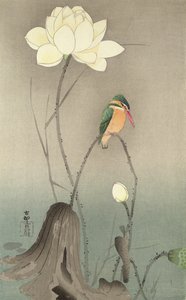 Kingfisher ja lootus, n. 1910,