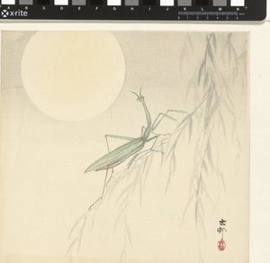 Rukoilijasirkka tekijältä Ohara Koson