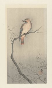 Boheemi vahasiipi oksalla tekijältä Ohara Koson
