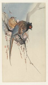 Fasaanipari ja luumukukka tekijältä Ohara Koson