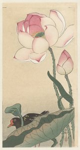 Gallinule lootuskukilla tekijältä Ohara Koson