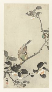 Sirkku kukkaoksalla tekijältä Ohara Koson