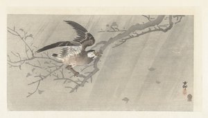 Harmaa kottarainen myrskyssä tekijältä Ohara Koson
