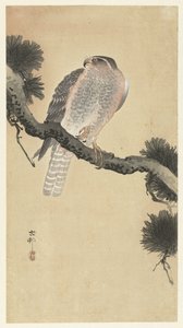 Haukka männyn oksalla tekijältä Ohara Koson
