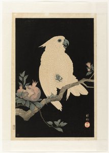 Kakadu granaattiomenalla tekijältä Ohara Koson
