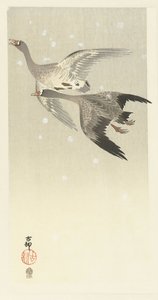 Valkohousuhanhet lentävät lumessa tekijältä Ohara Koson