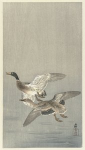 Pari ankat tekijältä Ohara Koson