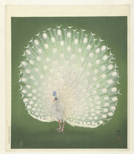Peacockfinnish tekijältä Ohara Koson