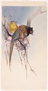Fasaanit ja riippukirsikka (värillinen puupainatus) tekijältä Ohara Koson