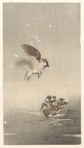 Sormusvarpunen pojan kanssa tekijältä Ohara Koson