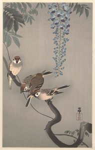 Sormus varpuset wisteriassa tekijältä Ohara Koson