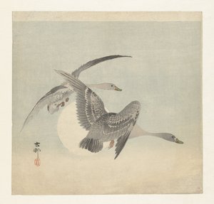Dues oques de cara blanca en vol acaben tekijältä Ohara Koson