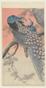 Kaksi riikinkukkoa puun oksalla tekijältä Ohara Koson