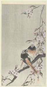 Kaksi siegel-punastarttia kirsikankukilla tekijältä Ohara Koson