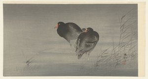 Kaksi Moorhens tekijältä Ohara Koson
