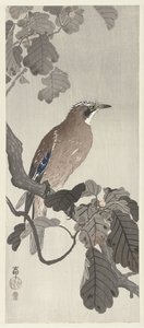 Flanderin jay puun oksalla tekijältä Ohara Koson
