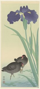 Moorhens ja iiris. tekijältä Ohara Koson