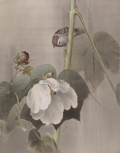 Cotton Rose Mallows in the Rain, n. 1891-92. tekijältä Okada Baison