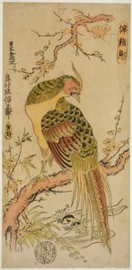 Kultafasaani (Kinkeicho)