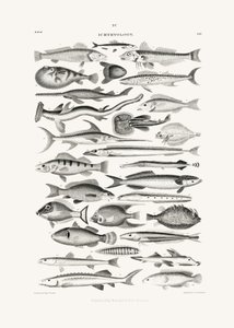 Sealife I tekijältä Oliver Goldsmith