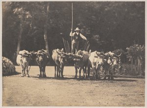 Six Oxen Team kuljettajansa kanssa, c. 1853.