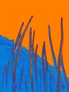 Siniset kaktukset ja oranssi taivas tekijältä Osvaldo Russo