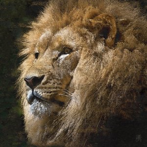 Majesteettinen kultainen leijona tekijältä Osvaldo Russo