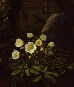 Hellebores in a Rockery (öljy kankaalle)