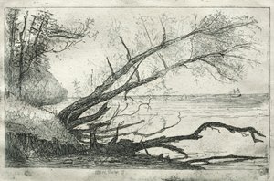 Old Sycamore, 1877. tekijältä Otto H. Bacher