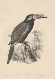 Selenidera Spectabilis, litho Bowen und Co., 1850 tekijältä Otto Koehler