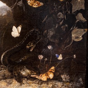 Käärmeet, konnat ja perhoset tekijältä Otto Marseus van Schrieck