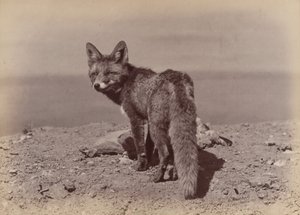 [Fox], 1886. tekijältä Ottomar Anschütz