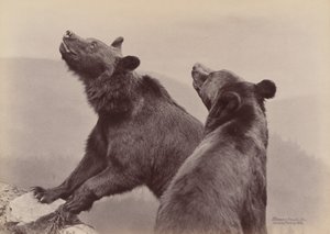 [Kaksi karhua], 1889. tekijältä Ottomar Anschütz