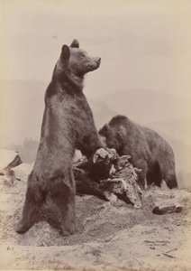 [Kaksi karhua], 1889. tekijältä Ottomar Anschütz