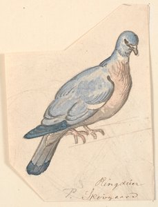 Sormuskyyhkynen. tekijältä P.C. Skovgaard
