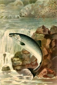 "Lohihyppy", 1895, 1943. tekijältä P. J. Smit