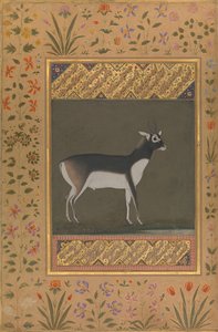 Black Buck, Folio Shah Jahan -albumista, suora: n. 1615-20, toisinto: n. 1530-50. tekijältä Painting attributed to Manohar