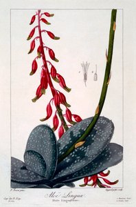 Aloe-kieli, pubi. 1836. tekijältä Panacre Bessa
