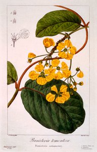 Kaide: B. myrskyinen, pub. 1836.