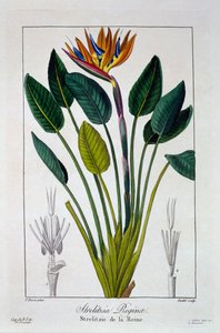 Paratiisin lintu tai Crane Flower, pubi. 1836.