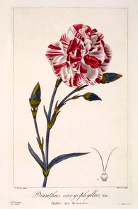 Dianthus caryophyllus, pub. 1836. tekijältä Panacre Bessa