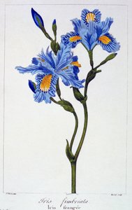 Fringed Iris, pubi. 1836. tekijältä Panacre Bessa