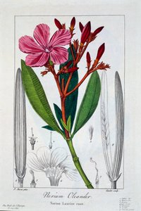 Nerium Oleander, pub. 1836. tekijältä Panacre Bessa